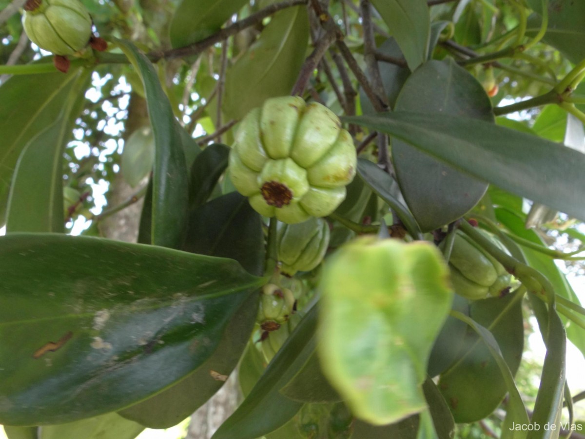 Garcinia quaesita Pierre